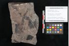 Foto (Objekt + Etikett) von Equisetum ungeri Ettingshausen (NHMW-GEO-2024-0188-10559)